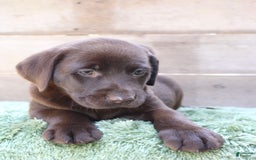 Labrador Retriever dogs for sale: Bonnie - Image 2
