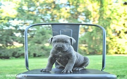 Cane Corso dogs for sale: Batista - Image 2