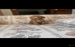Toy Poodle dogs for sale: Boy B - Image 2