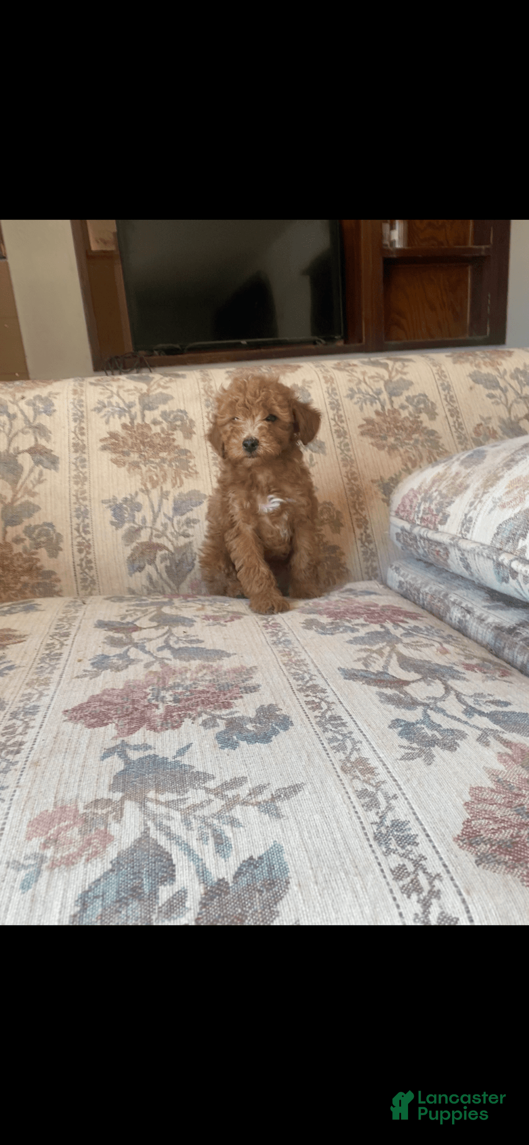 Toy Poodle dogs for sale: Boy B - Image 2