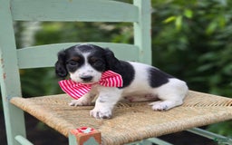 Miniature Dachshund dogs for sale: Suzy - Image 2