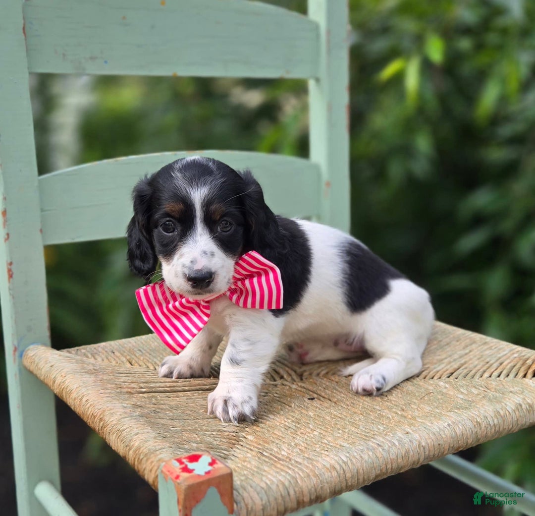 Miniature Dachshund dogs for sale: Suzy - Image 2