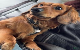 Miniature Dachshund dogs for sale: Blue - Image 6