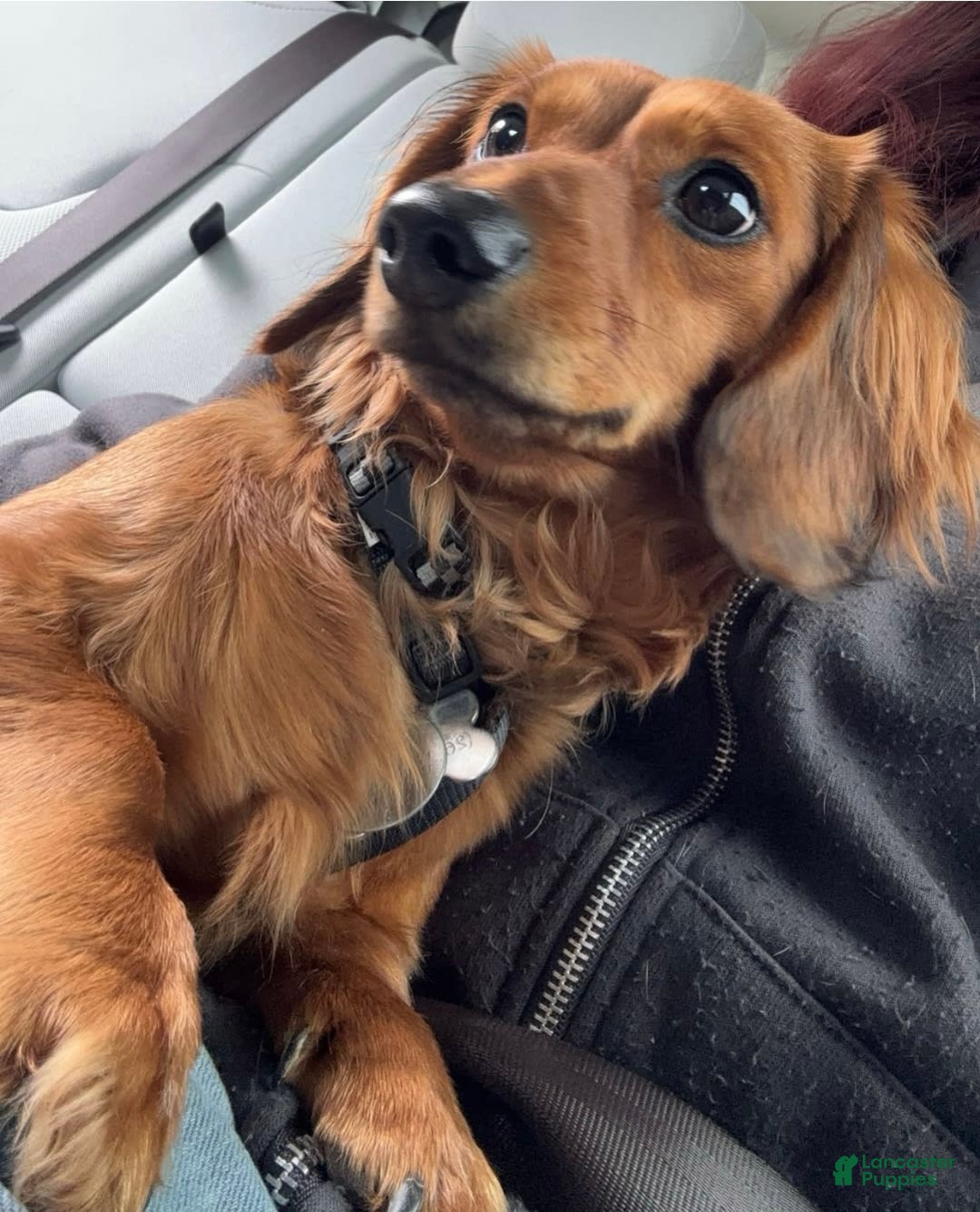 Miniature Dachshund dogs for sale: Blue - Image 6
