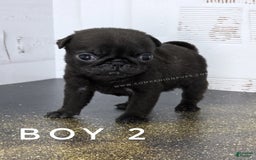 Pug dogs for sale: Runt - Champion Lines - Image 5