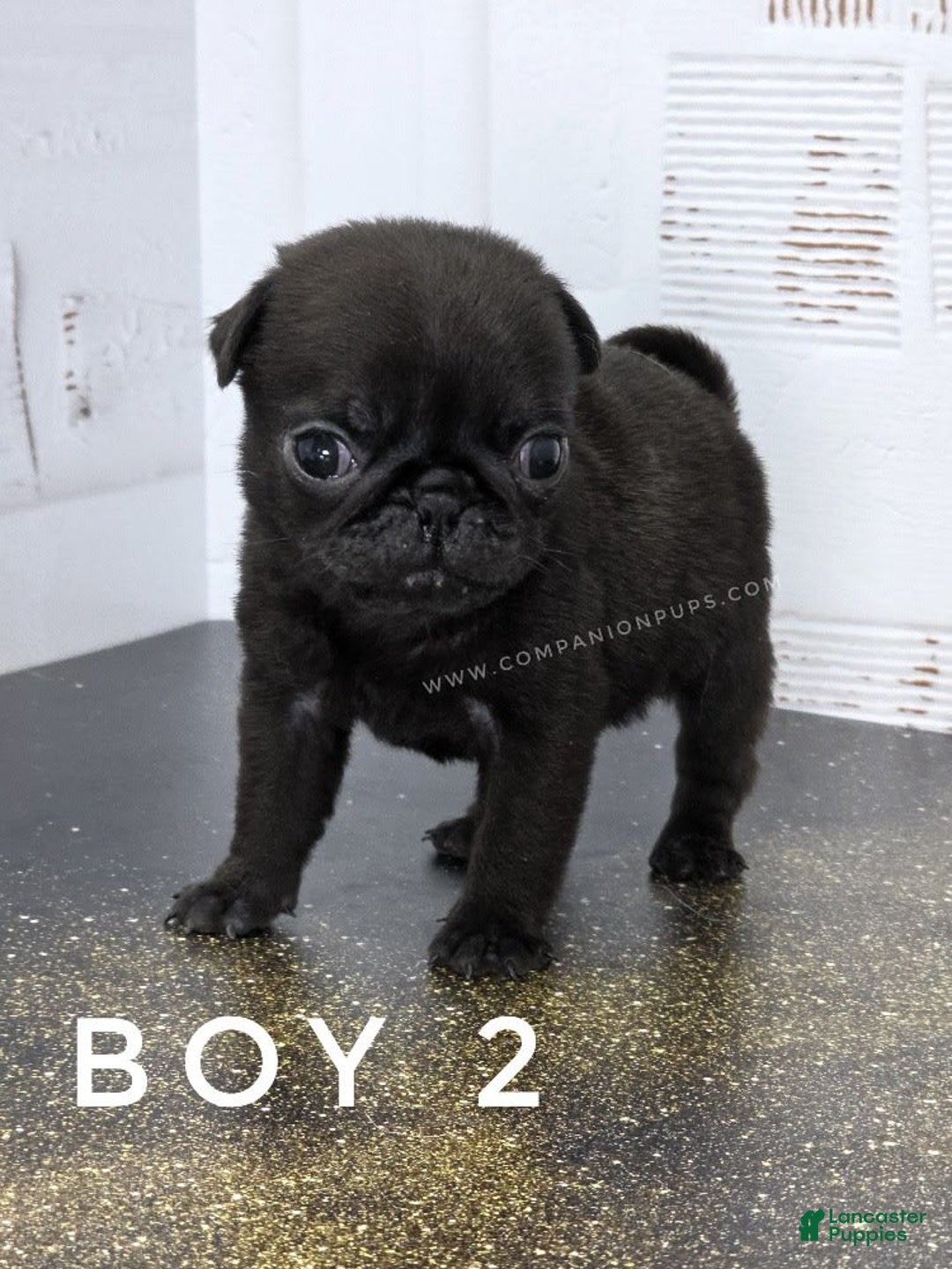 Pug dogs for sale: Runt - Champion Lines - Image 5