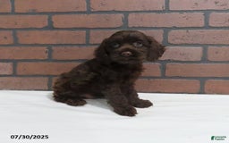 Cockapoo dogs for sale: Travis - Image 2