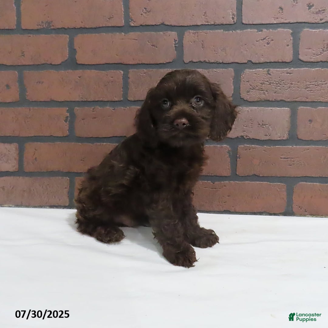 Cockapoo dogs for sale: Travis - Image 2