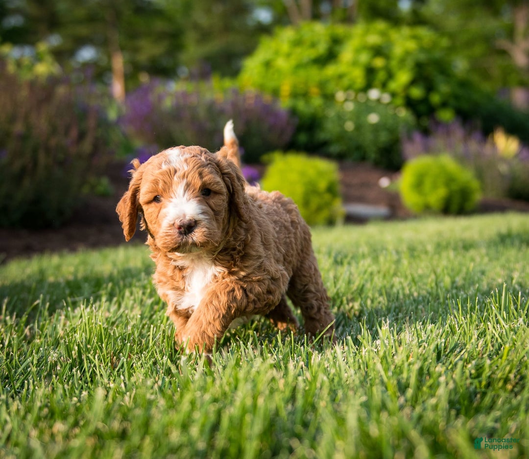 Goldendoodle dogs for sale: Janelle - Image 8