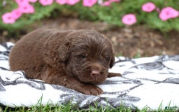 Newfoundland dogs for sale: Hershey - Image 1