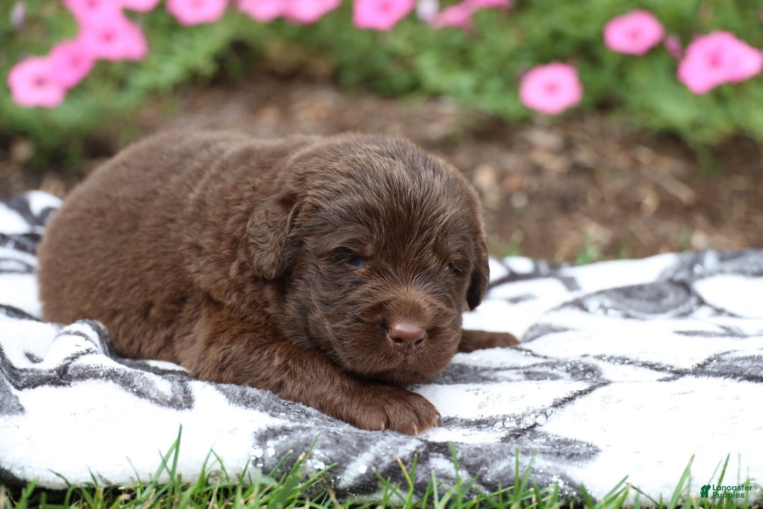 Newfoundland dogs for sale: Hershey - Image 1