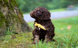 Cockapoo dogs for sale: Bruno - Image 5