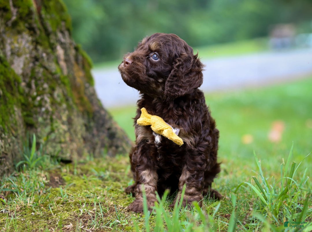 Cockapoo dogs for sale: Bruno - Image 5