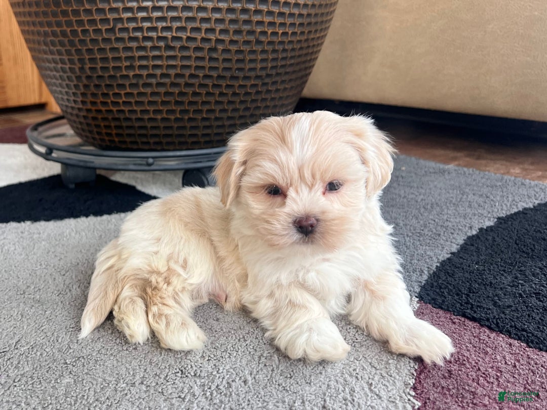 Lhasa Apso dogs for sale: Bowie - Image 3