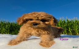 Cavapoo dogs for sale: Lyra - Image 4
