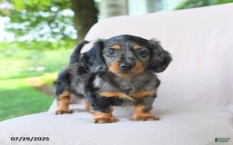 Miniature Dachshund dogs for sale: Brookie - Image 4
