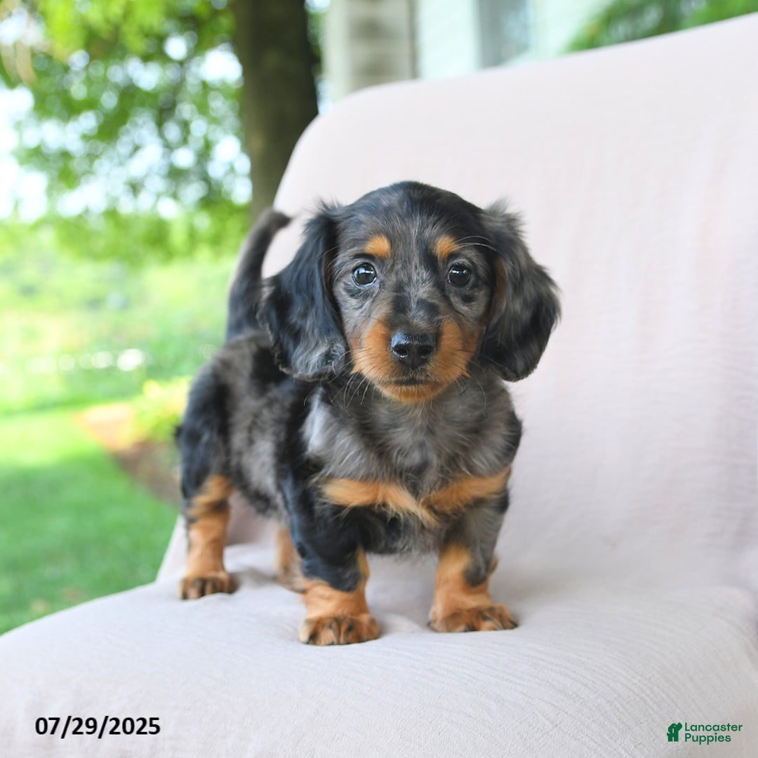 Miniature Dachshund dogs for sale: Brookie - Image 4