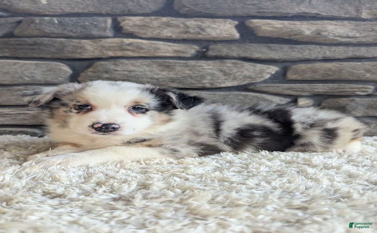 Australian Shepherd dogs for sale - Ad 5