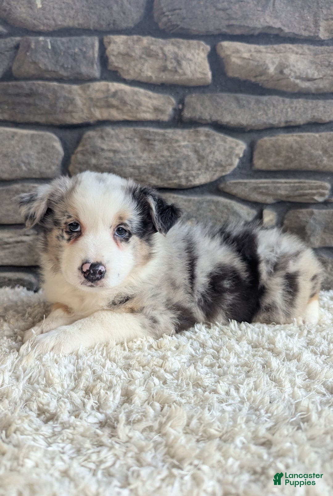 Australian Shepherd dogs for sale: Snickers - Image 1