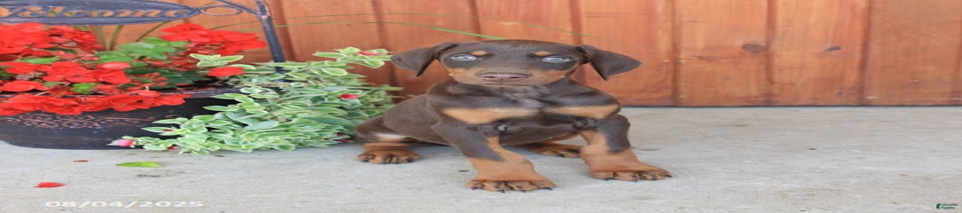 Dozer
