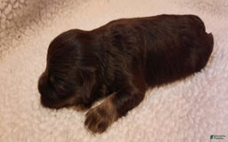 Miniature Schnauzer dogs for sale: Girl1 - Image 10