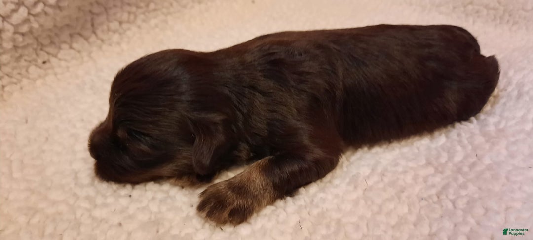Miniature Schnauzer dogs for sale: Girl1 - Image 10