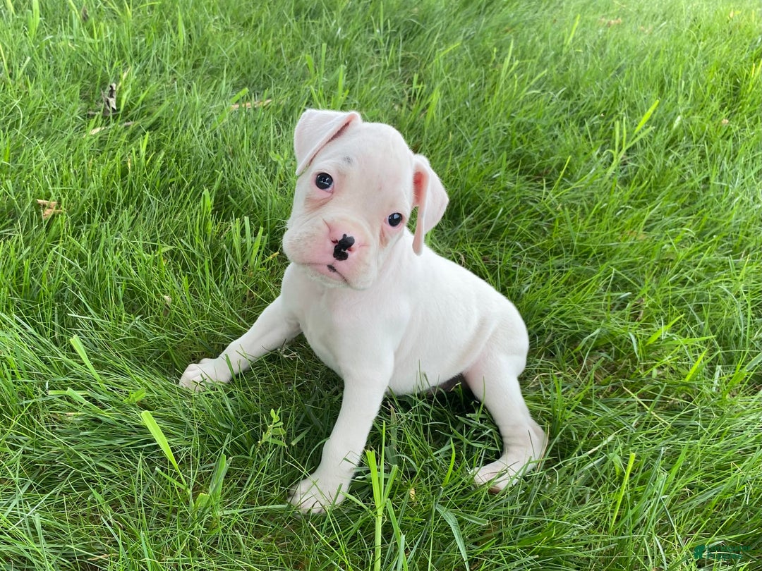 Boxer dogs for sale: Cash - Image 3