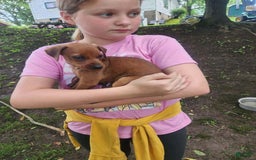 Miniature Pinscher dogs for sale: Jake - Image 3