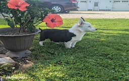 Welsh Corgi Pembroke dogs for sale: Princess - Image 6