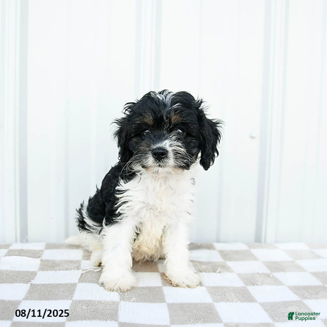 Cavapoo dogs for sale: Carolina - Image 3
