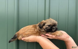Shih Tzu dogs for sale: Aero - Image 7