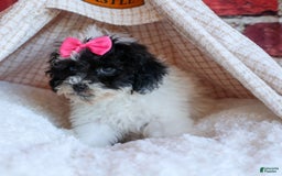 Bichpoo dogs for sale: Baby Doll - Image 4