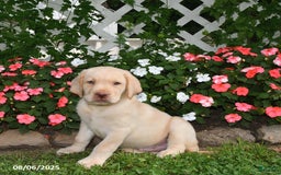 Labrador Retriever dogs for sale: Arthur - Image 1