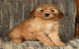 Mini Goldendoodle dogs for sale: Amber - Image 9