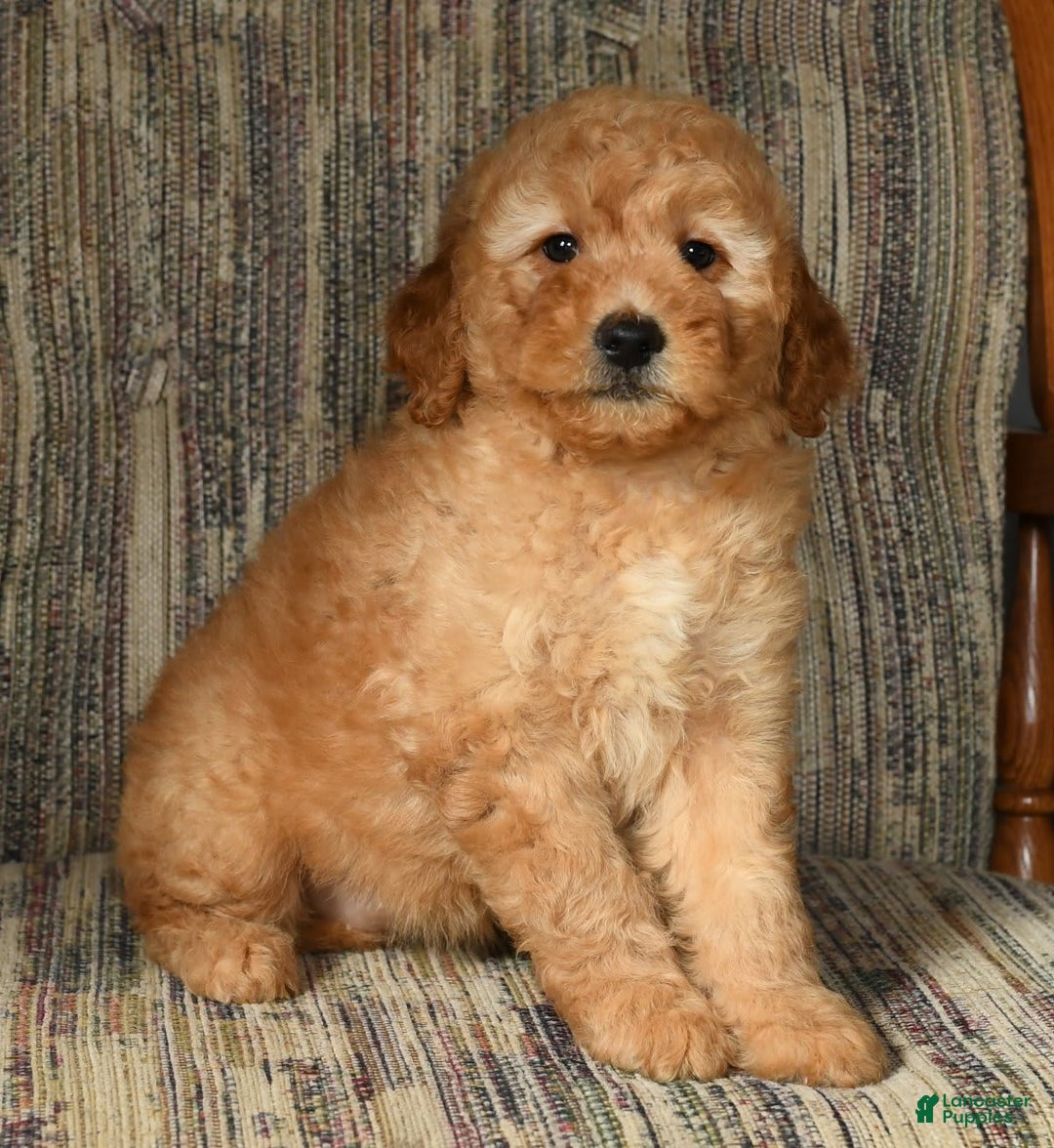 Mini Goldendoodle dogs for sale: Amber - Image 9