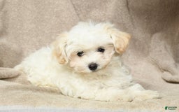 Maltipoo dogs for sale: Cody - Image 9