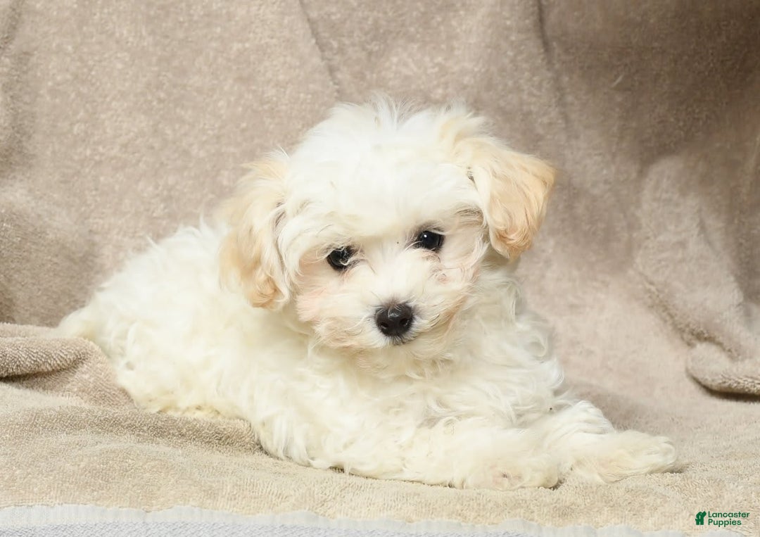 Maltipoo dogs for sale: Cody - Image 9