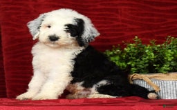 Sheepadoodle dogs for sale: Sammy - Image 4