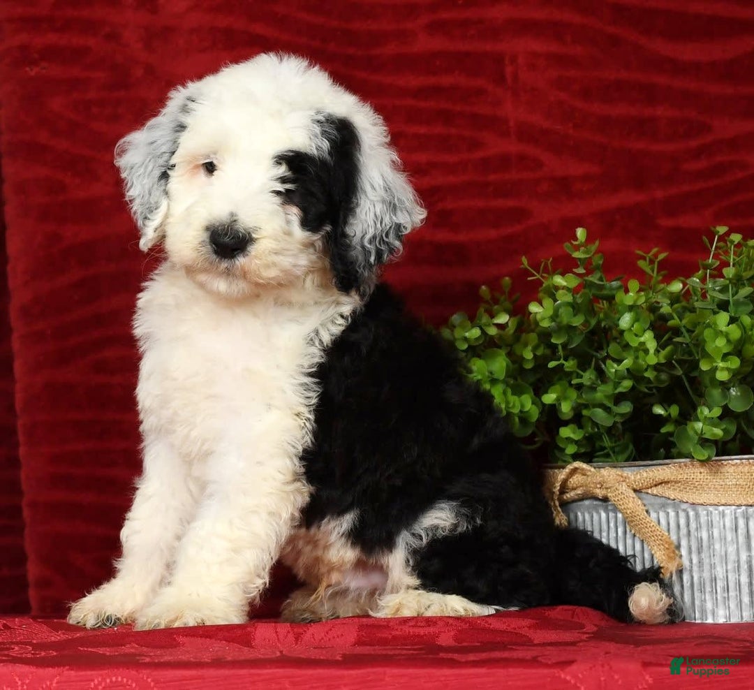 Sheepadoodle dogs for sale: Sammy - Image 4