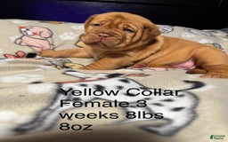 Dogue De Bordeaux dogs for sale: Pink Collar Female - Image 1