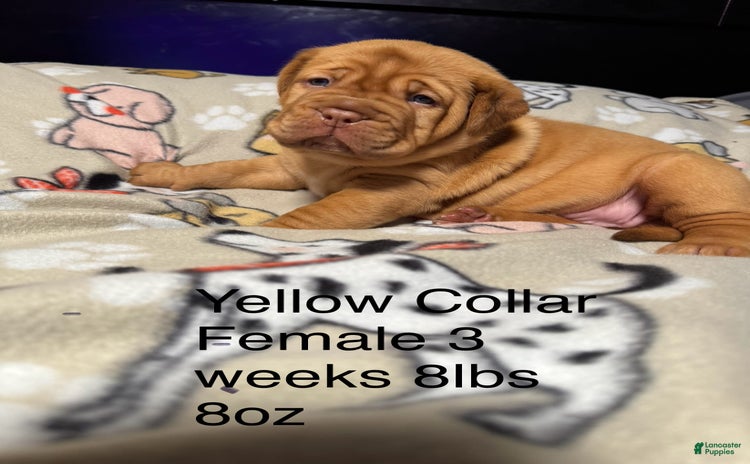Dogue De Bordeaux dogs for sale - Ad 1