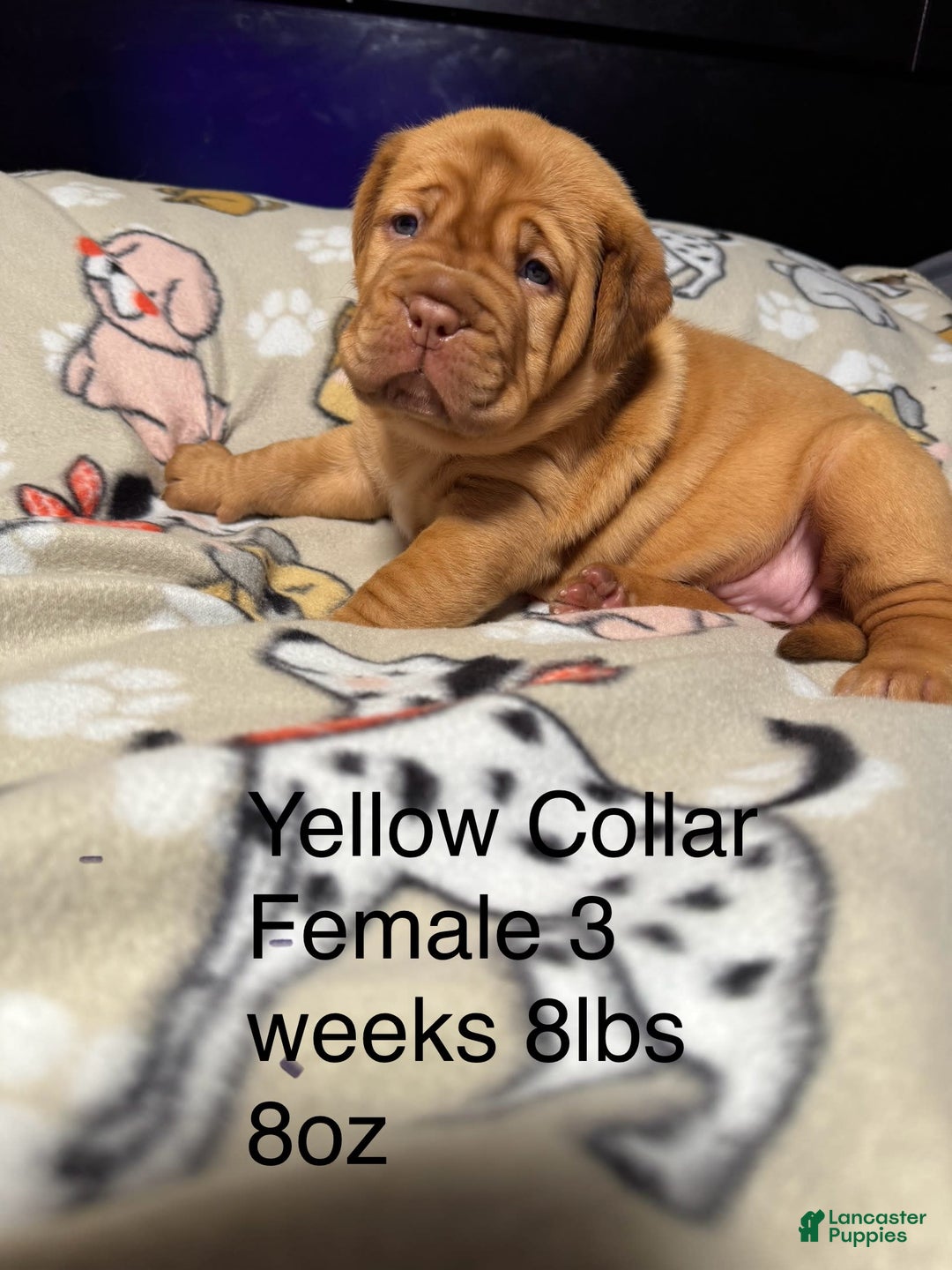 Dogue De Bordeaux dogs for sale: Pink Collar Female - Image 1