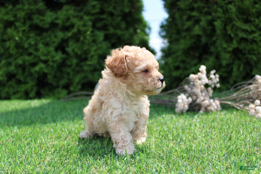Toy Poodle dogs for sale: Cosmo - Image 2