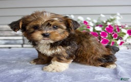Shorkie dogs for sale: Ellington - Image 3