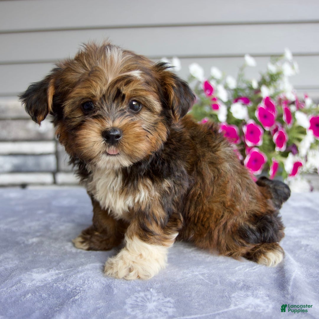 Shorkie dogs for sale: Ellington - Image 3