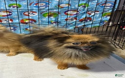 Pomeranian dogs for sale: Twins - Image 4