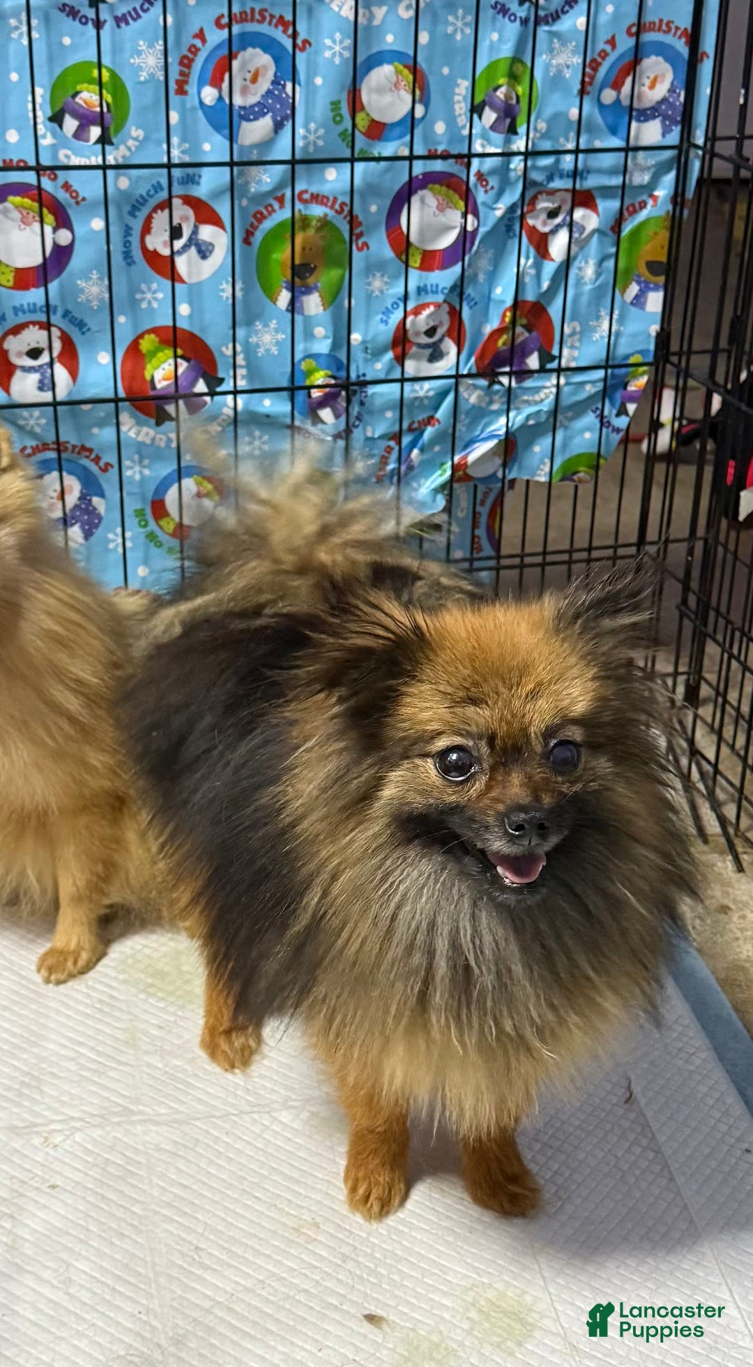 Pomeranian dogs for sale: Twins - Image 4