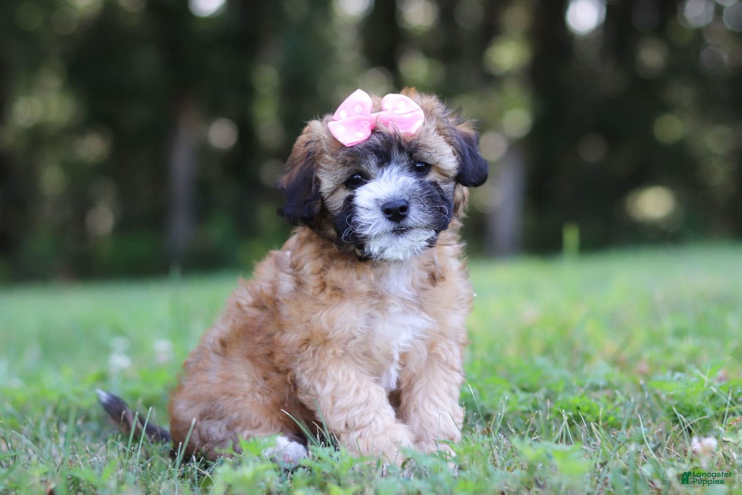 Shihpoo dogs for sale: Amelia - Image 1