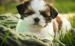 Shih Tzu dogs for sale: Charlotte - Image 2