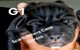Cane Corso dogs for sale: Black - Image 7